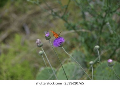 An orange butterfly perched on a purple thistle flower in a natural green setting. - Powered by Shutterstock