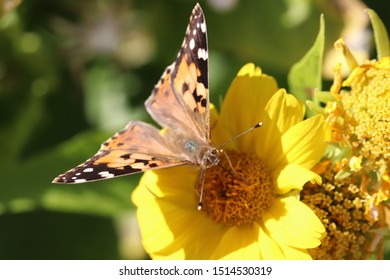 Orange Butterfly Rash On The Yellow Flower