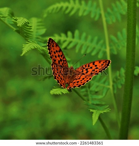 Image, Stock Photo kaismantel in twos Summer