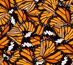 Orange Butterfly Wings. Pattern Suitable For Seamless Print. Suitable For Background And Textile.
