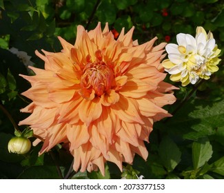 Orange Cactus Dahlia Tyrell Flower - Shutterstock ID 2073377153