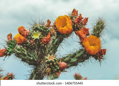 Orange Cactus Flower In The Scottsdale Desert