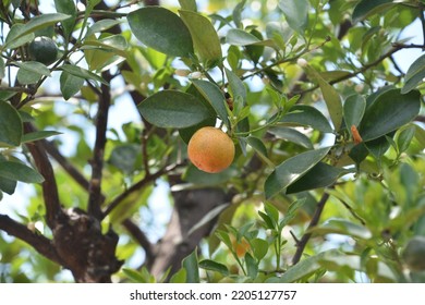 Orange Calamondin Fruit Tree Baring Fruit On A Warm Summer Day.