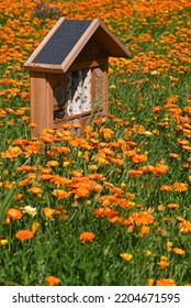 Orange Calendula Field With Insect House In The Middle.