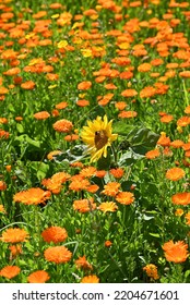 Orange Calendula Field With Sunflower In The Middle.