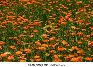 Orange Calendula Field With Sunflower In The Middle.