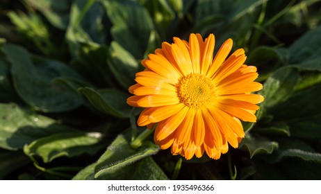 Orange Calendula Flower Closeup In Green Garden 