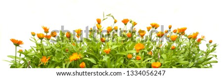 Orange Calendula officinalis growing isolated on white background. Blooming herbal plant marigold garden flowers.
