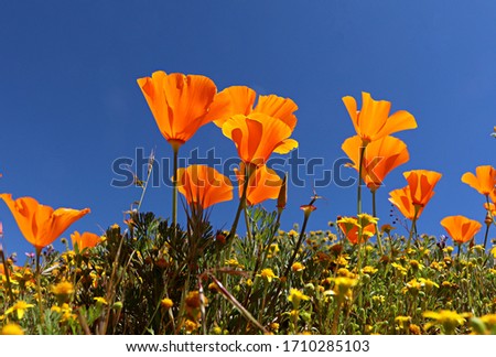 Orange California poppies in bloom against a bright blue sky