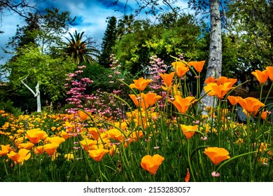 Orange California Poppies in a park, Pacific Palisades, California  - Shutterstock ID 2153283057