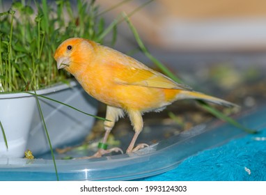 Orange Canary Bird Feeding On Fresh Greens