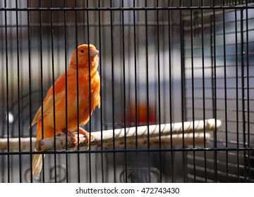 Orange Canary In Cage