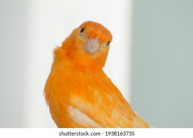 Orange Canary Head On Gray Background