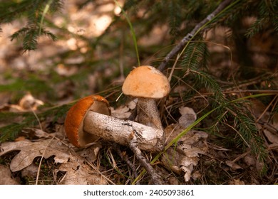 Orange cap boletus. Red boletus mushrooms with a red bonnet and a white foot among the grass, moss and dry foliage in pine tree forest at autumn season. Crop of forest edible mushrooms. 

