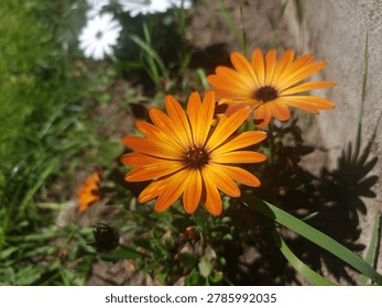 Orange Cape Daisy Osteospermum Dimorphotheca Ecklonis
