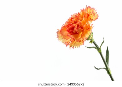 Orange Carnation Flower Isolated On White Background.