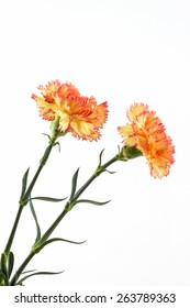 Orange Carnation Flower Isolated On White Background. 