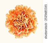 Orange carnation flower, macro photo. Beautiful Orange carnation blooming flower isolated photo, minimal background. Isolated beautiful Orange carnation flower bloom, beautiful carnation flower