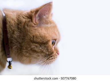Orange Cat - Powered by Shutterstock - Get 15% off with code: PIKWIZARD15