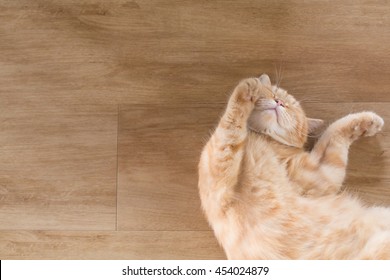 Orange Cat American Short Hair Sleeping On Wood Floor