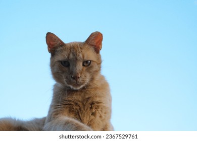 Orange cat attitude isolated on sky background with copy space, funny animal face. - Shutterstock ID 2367529761