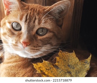 Orange Cat With An Autumn Leaf On Her Back