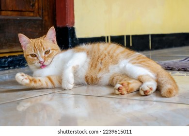 orange cat was bathing using her tongue - Shutterstock ID 2239615011