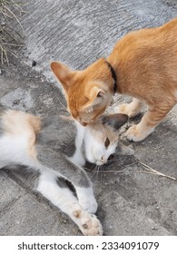 Orange cat befriended with another cat