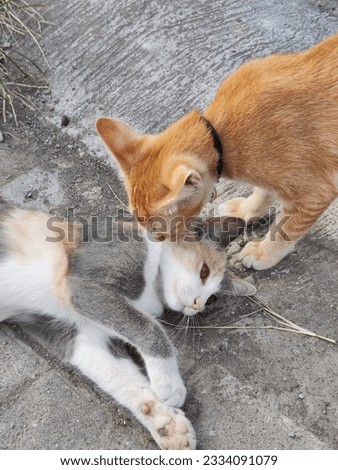 Orange cat befriended with another cat