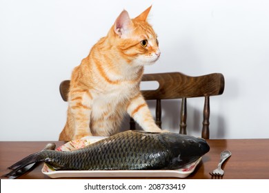 Orange Cat And A Big Fish On A Plate