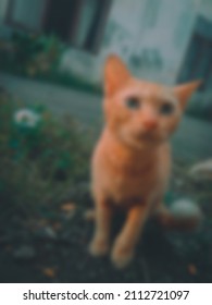 Orange cat with blur efect