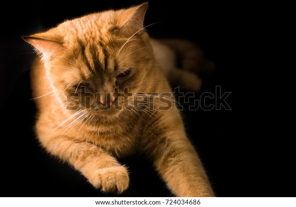 Orange Cat Breeds British Shorthair Royalty Free Stock Image