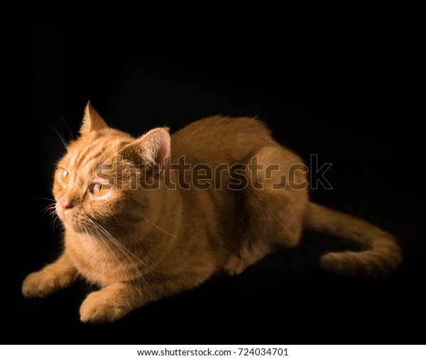 Orange Cat Breeds British Shorthair Animals Wildlife Stock Image