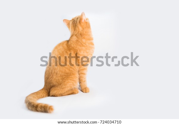 Orange Cat Breeds British Shorthair Stock Photo Edit Now 724034710