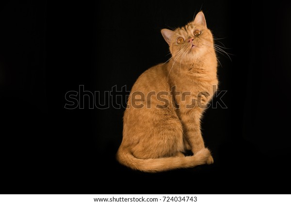 Orange Cat Breeds British Shorthair Stock Photo Edit Now 724034743