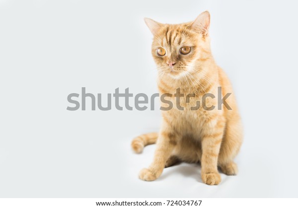 Orange Cat Breeds British Shorthair Stock Photo Edit Now 724034767