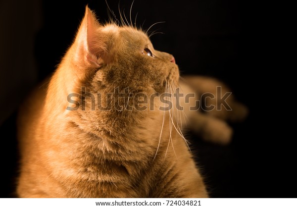 Orange Cat Breeds British Shorthair Stock Photo Edit Now 724034821