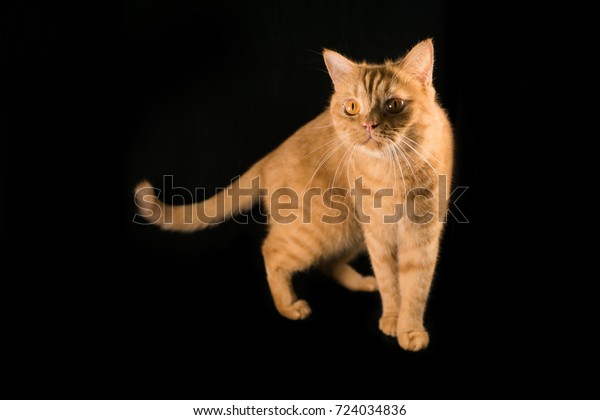 Orange Cat Breeds British Shorthair Stock Photo Edit Now 724034836