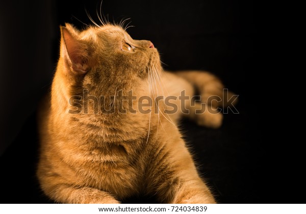 Orange Cat Breeds British Shorthair Stock Photo Edit Now 724034839