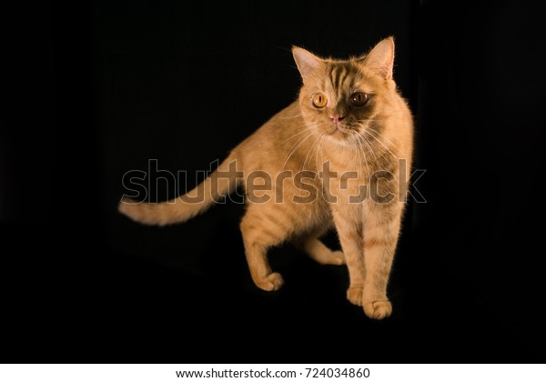 Orange Cat Breeds British Shorthair Stock Photo Edit Now 724034860