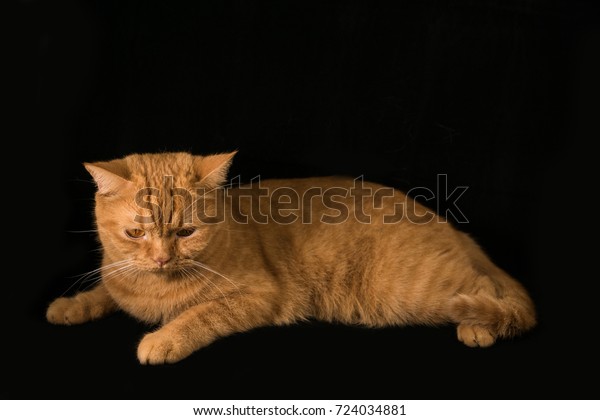 Orange Cat Breeds British Shorthair Stock Photo Edit Now 724034881