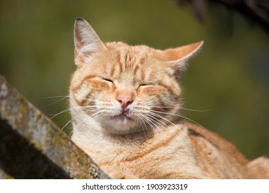 Orange Cat With Closed Eyes