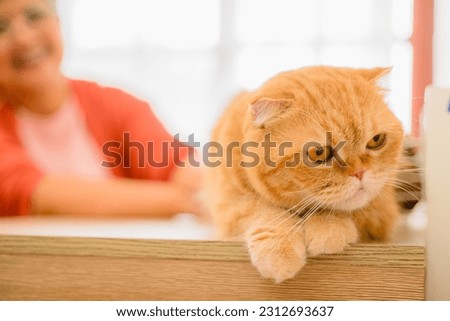 A orange cat, a cute and adorable pet, cat is pictured indoors. 
