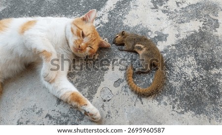 Orange cat and dead squirrel on the floor. Selective focus.