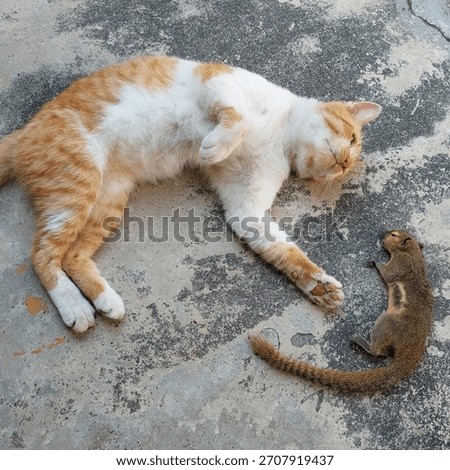 Orange cat and dead squirrel on the floor. Selective focus.