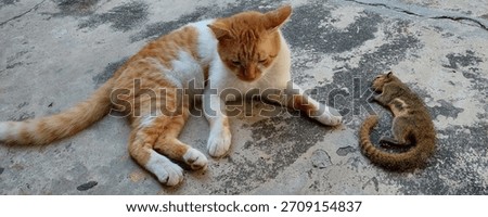 Orange cat and dead squirrel on the floor. Selective focus.