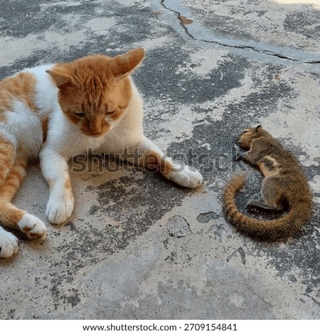 Orange cat and dead squirrel on the floor. Selective focus.