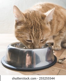 Orange Cat Eating In The Floor 