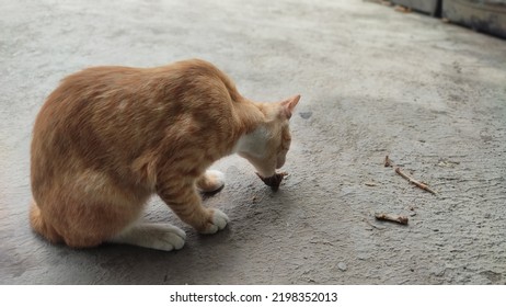 Orange Cat Eating Fried Chicken