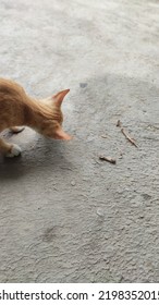 Orange Cat Eating Fried Chicken